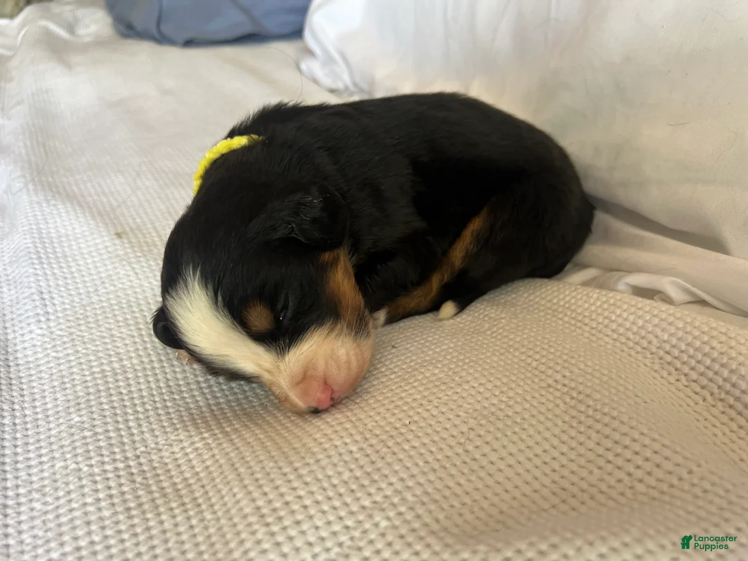 Bernese Mountain Dog dogs for sale: Yellow Female  - Ad 1
