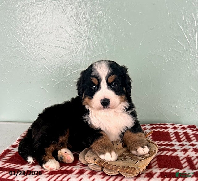 Bernese Mountain Dog dogs Samson - Ad 21