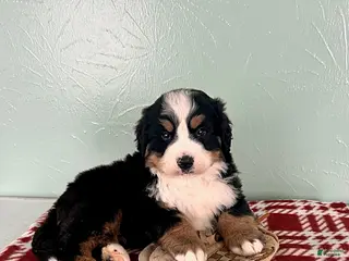 Bernese Mountain Dog dogs Samson - Ad 21