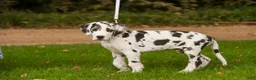 Great Dane dogs for sale: Blake Great Dane  - Ad 5