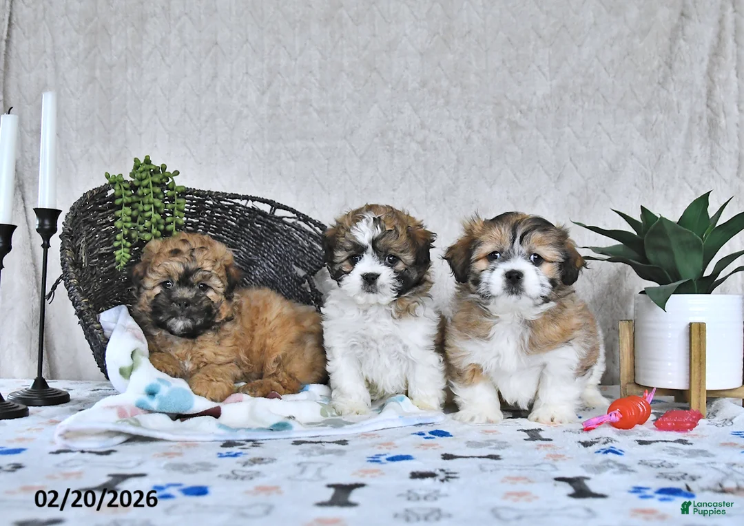 Shihpoo dogs for sale: Bella   - Ad 5