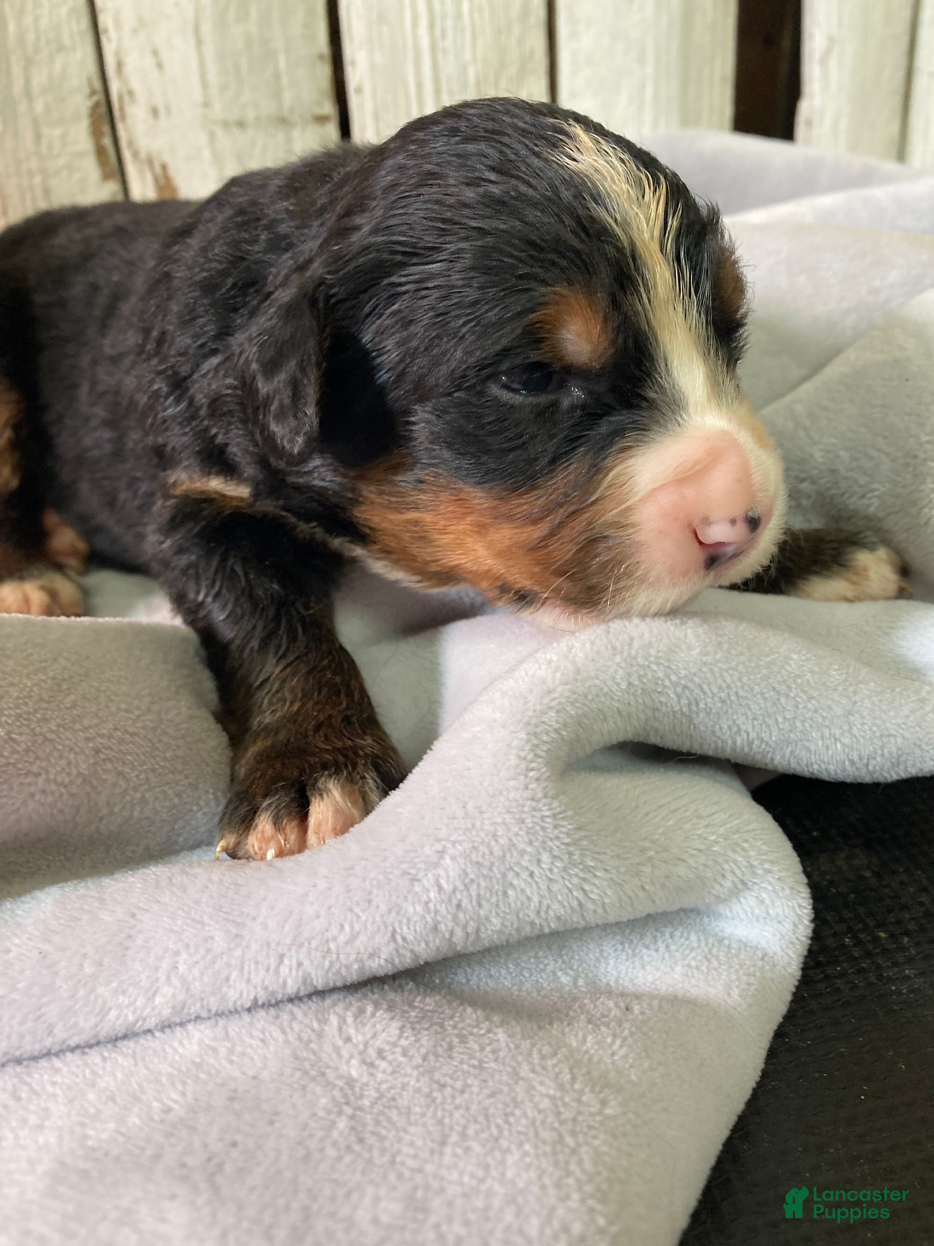 Bernese Mountain Dog dogs Jerry - Ad 1