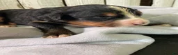 Bernese Mountain Dog dogs for sale: Jerry - Ad 10