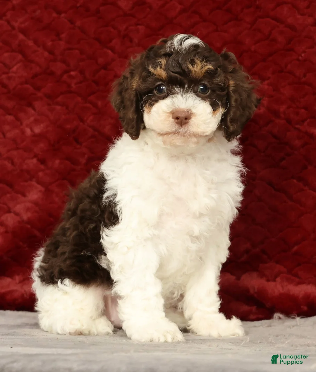 Cavapoo dogs for sale: Winnie - Ad 1