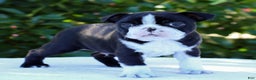Boston Terrier dogs for sale: Gus - Ad 4