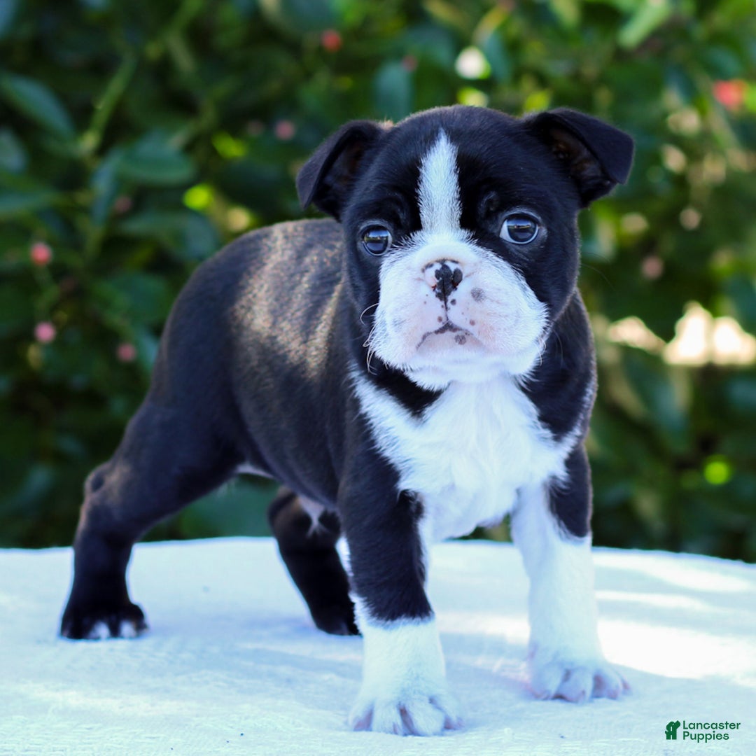 Boston Terrier dogs for sale: Gus - Ad 4