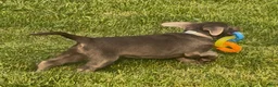 Labrador Retriever dogs for sale: Labrador Retriever 1 - Ad 25