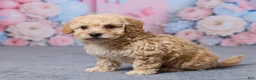 Bichpoo dogs for sale: Toronto - Ad 2