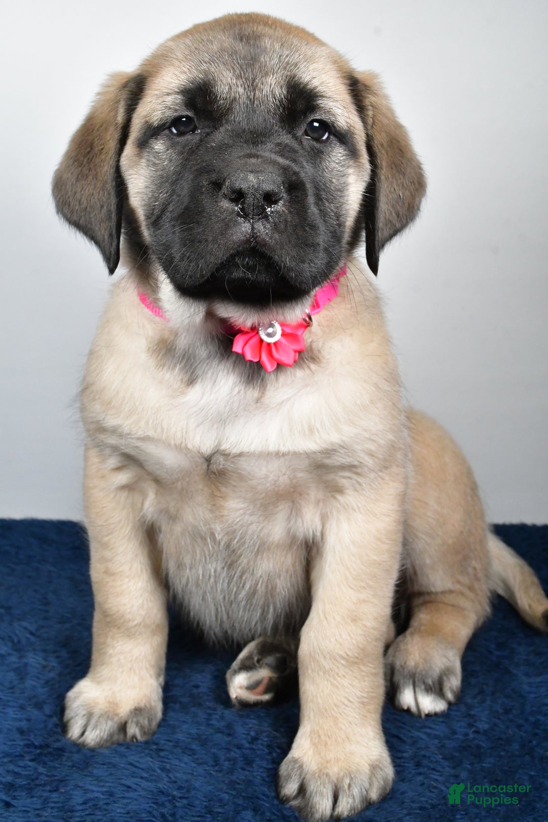 English Mastiff dogs for sale: Sugar - Ad 7