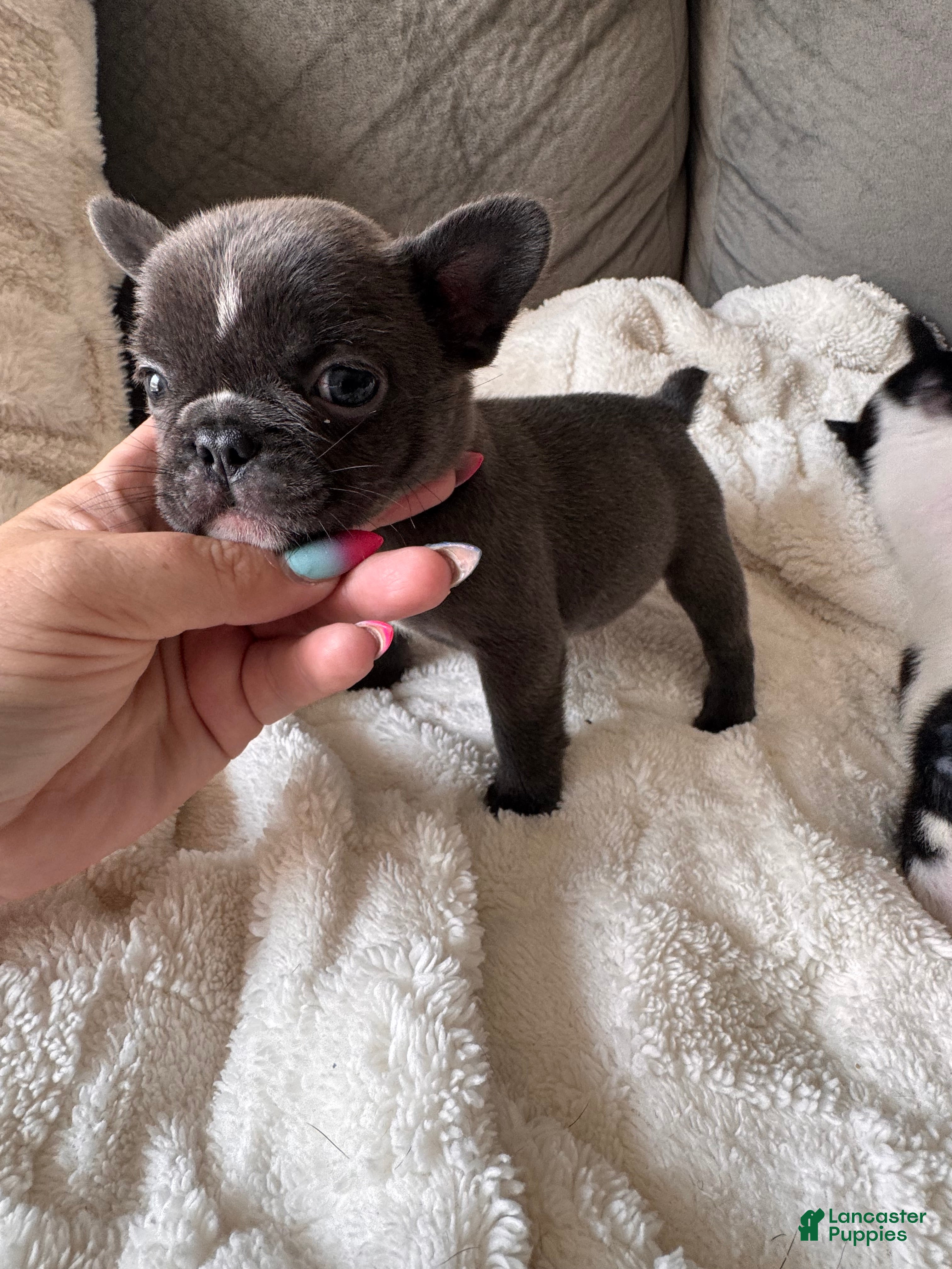 French Bulldog dogs for sale: Aries - Ad 4