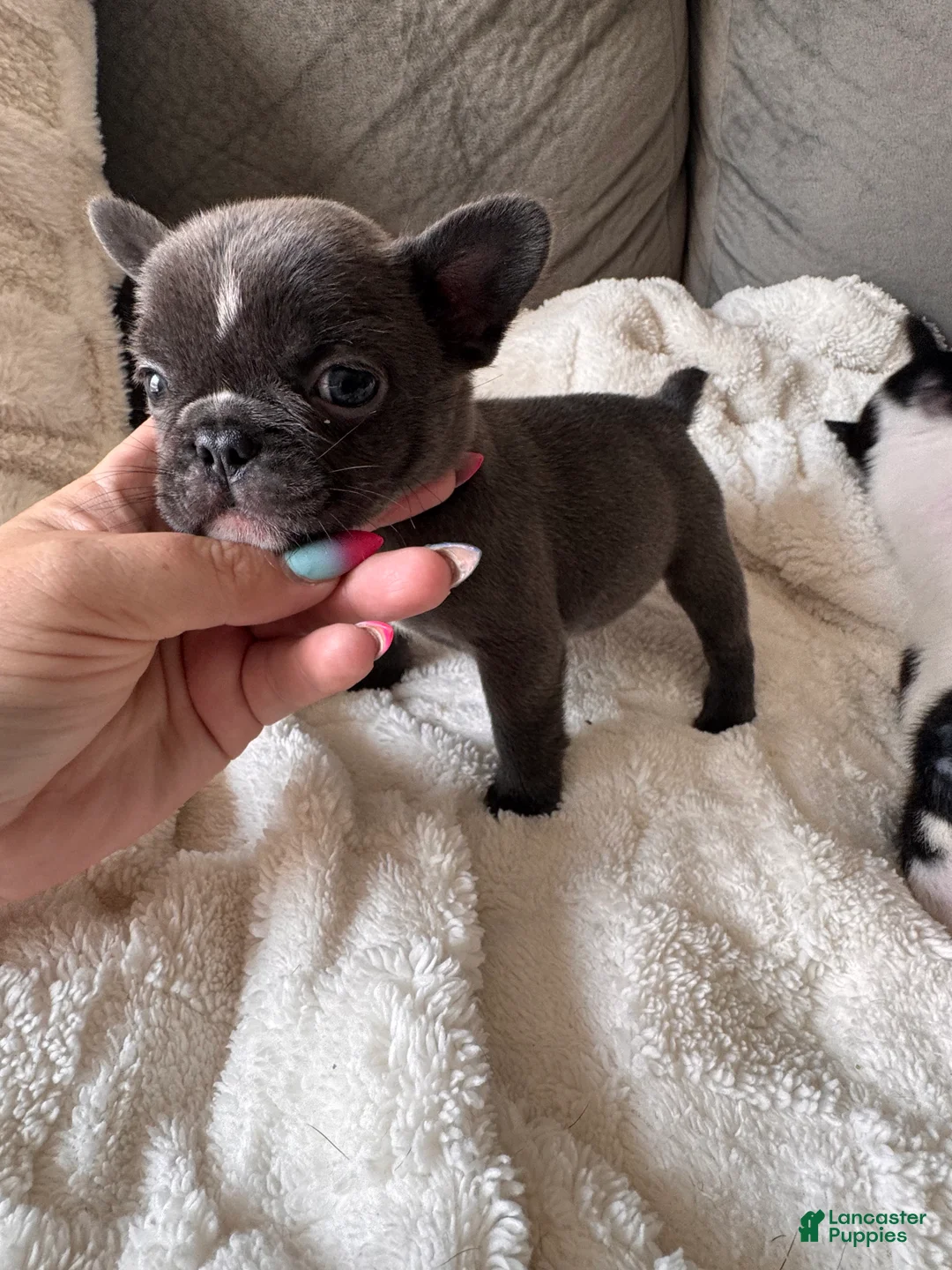 French Bulldog dogs for sale: Aries - Ad 1