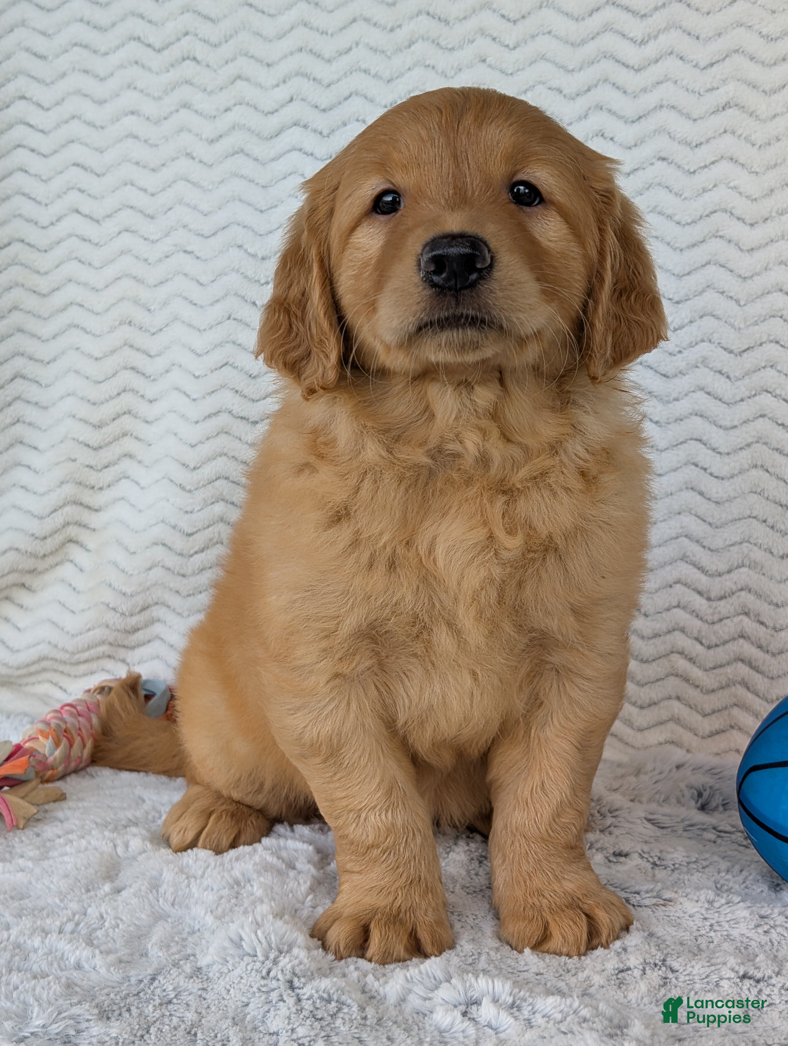 Golden Retriever dogs Charlie - Ad 2