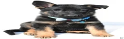 German Shepherd dogs for sale: Lonnie - Ad 7