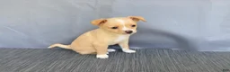 Chihuahua dogs for sale: Rudy - Ad 4
