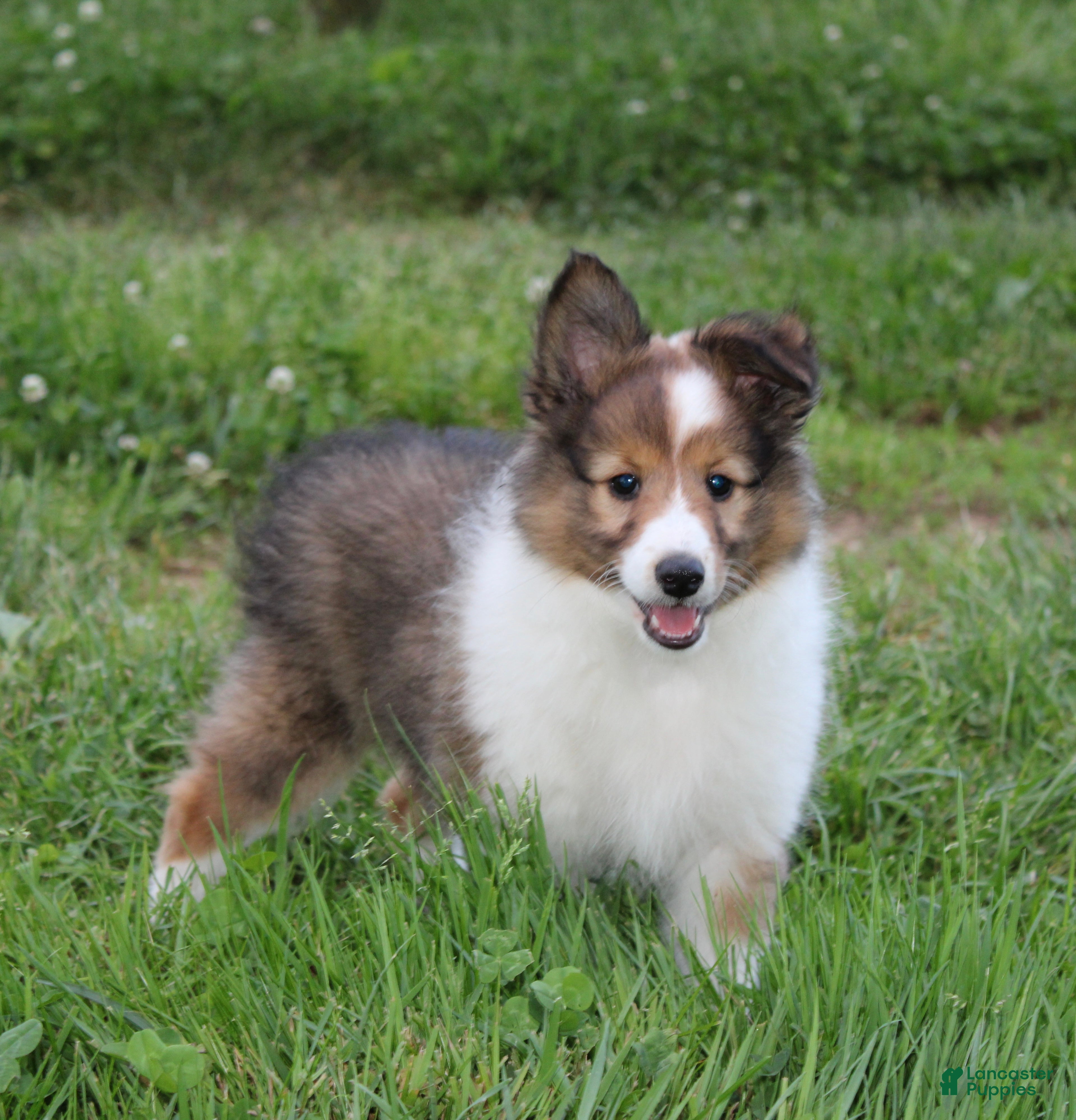 Shetland Sheepdog dogs Basha Shetland Sheepdog Puppy  - Ad 1