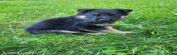 German Shepherd dogs for sale: Jack - Ad 7
