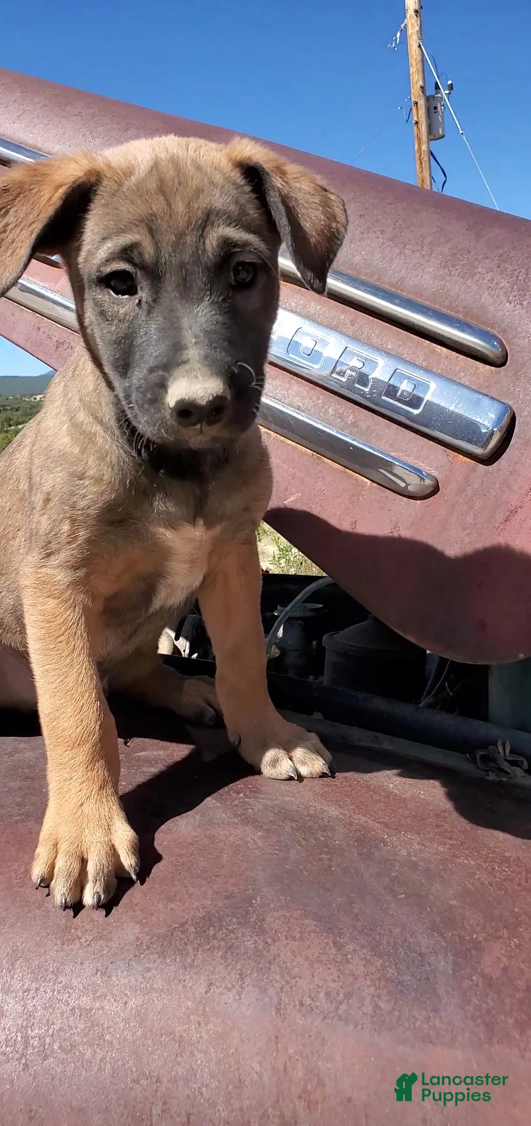 Mixed Breed dogs for sale: Solo - Ad 1