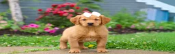 Golden Retriever dogs for sale: Beauty - Ad 7