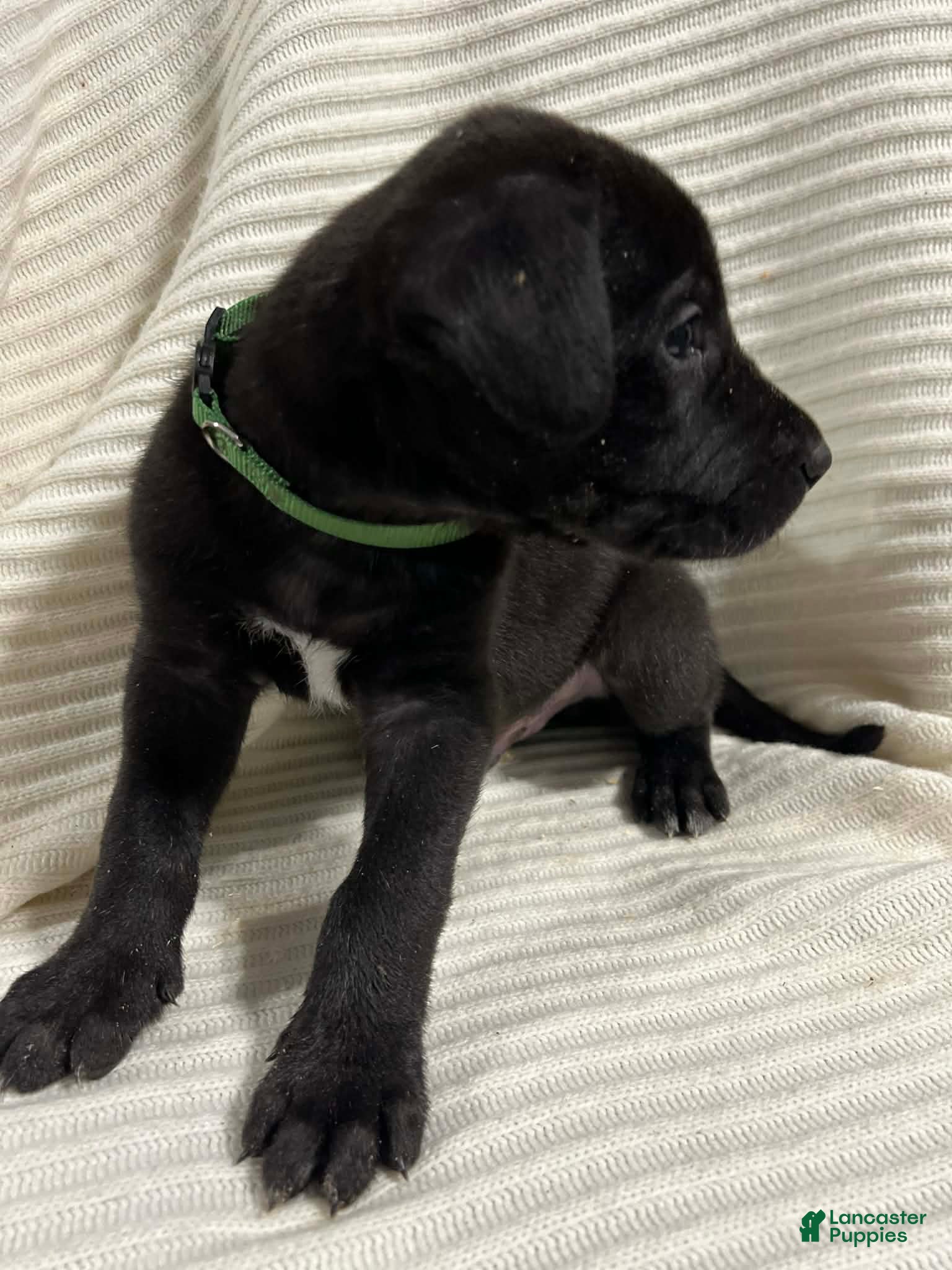 Mixed Breed dogs Max - Ad 1