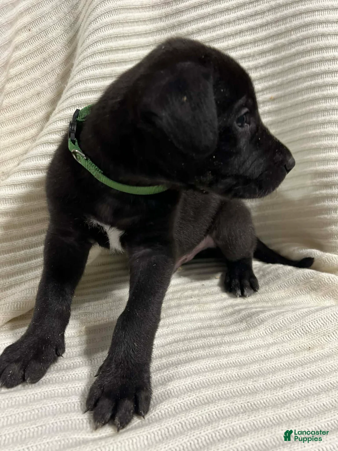 Mixed Breed dogs for sale: Max - Ad 1