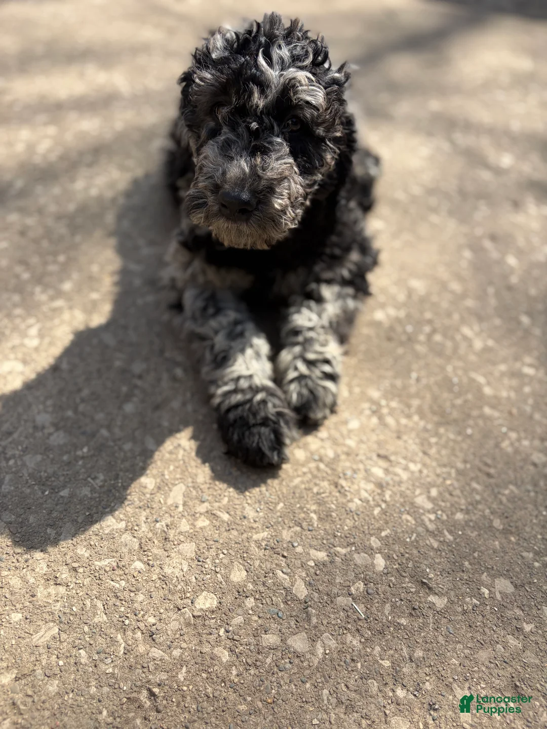 Mixed Breed dogs for sale: Mia - Ad 1