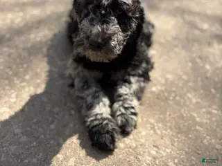 Mixed Breed dogs Mia - Ad 2