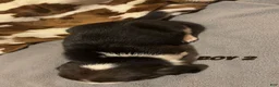 Beagle dogs for sale: Beagle 2 - Ad 2