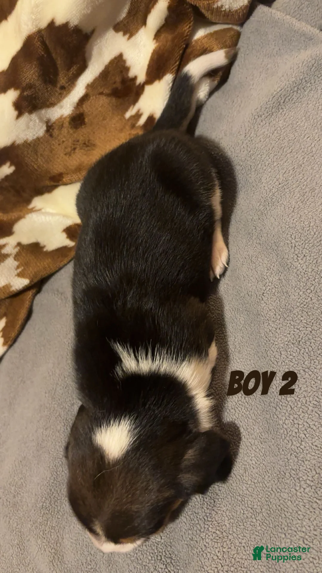 Beagle dogs for sale: Beagle 2 - Ad 2