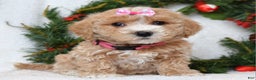 Maltipoo dogs for sale: Lyla - Ad 7