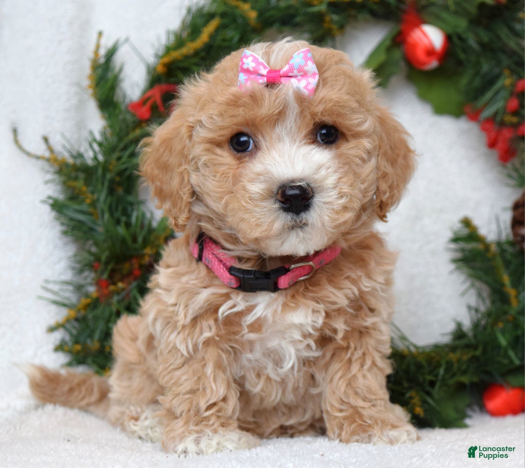 Maltipoo dogs for sale: Lyla - Ad 7