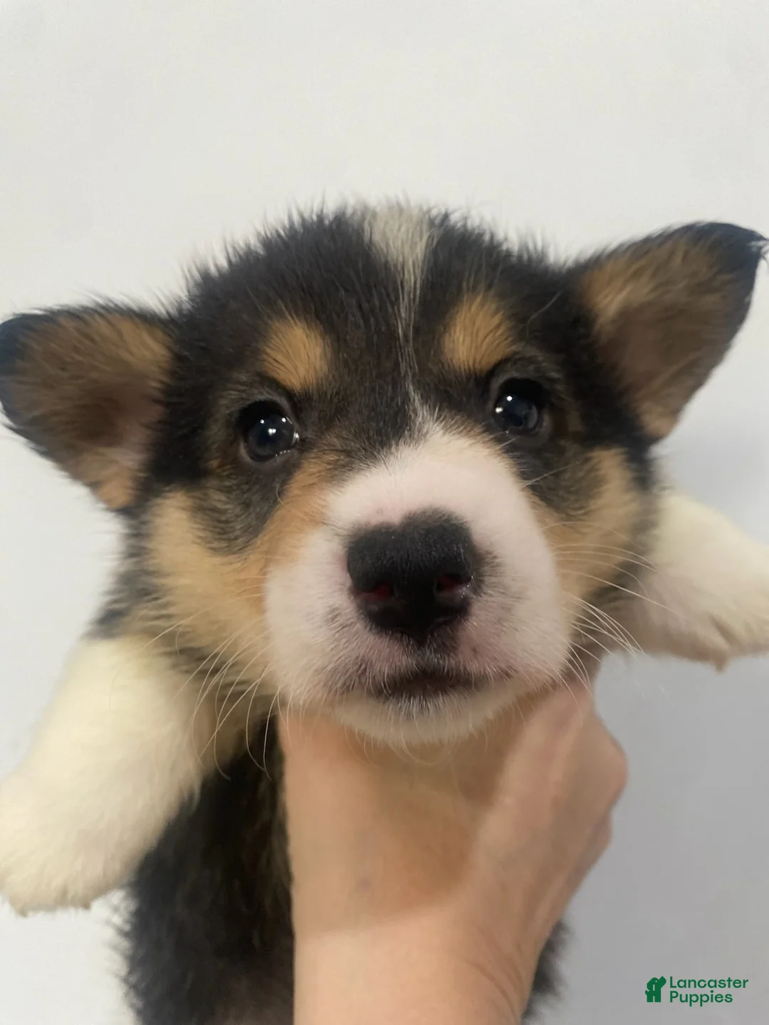 Welsh Corgi Pembroke dogs for sale: Graham - Ad 1