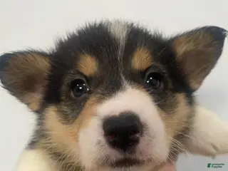 Welsh Corgi Pembroke dogs Graham - Ad 10