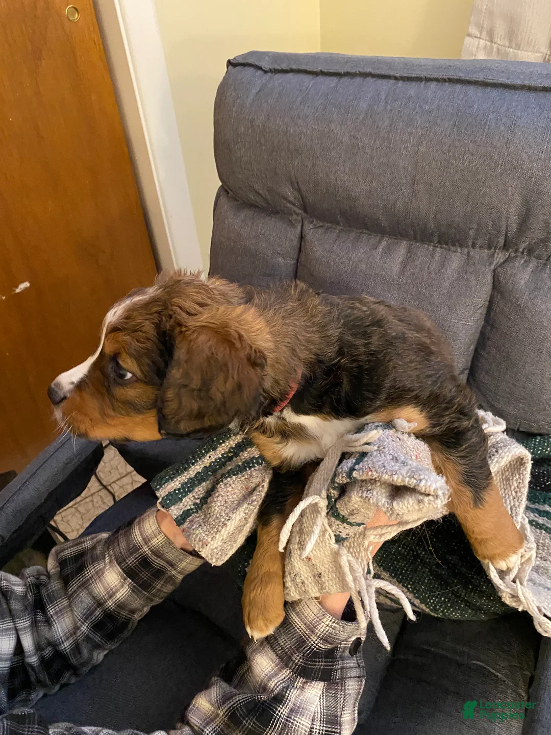 Bernedoodle dogs for sale: Bernedoodle Puppy 5 - Ad 7