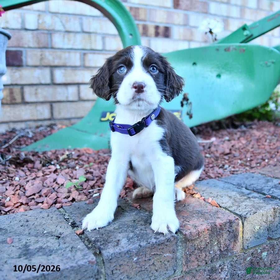 Ceasar (English Springer Spaniel, Male) in New Philadelphia, OH