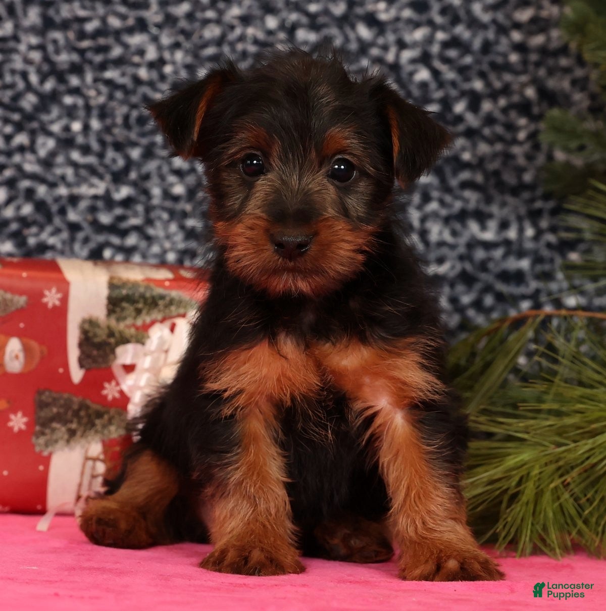Yorkshire Terrier dogs Mitch - Ad 3