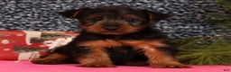 Yorkshire Terrier dogs for sale: Mitch - Ad 1