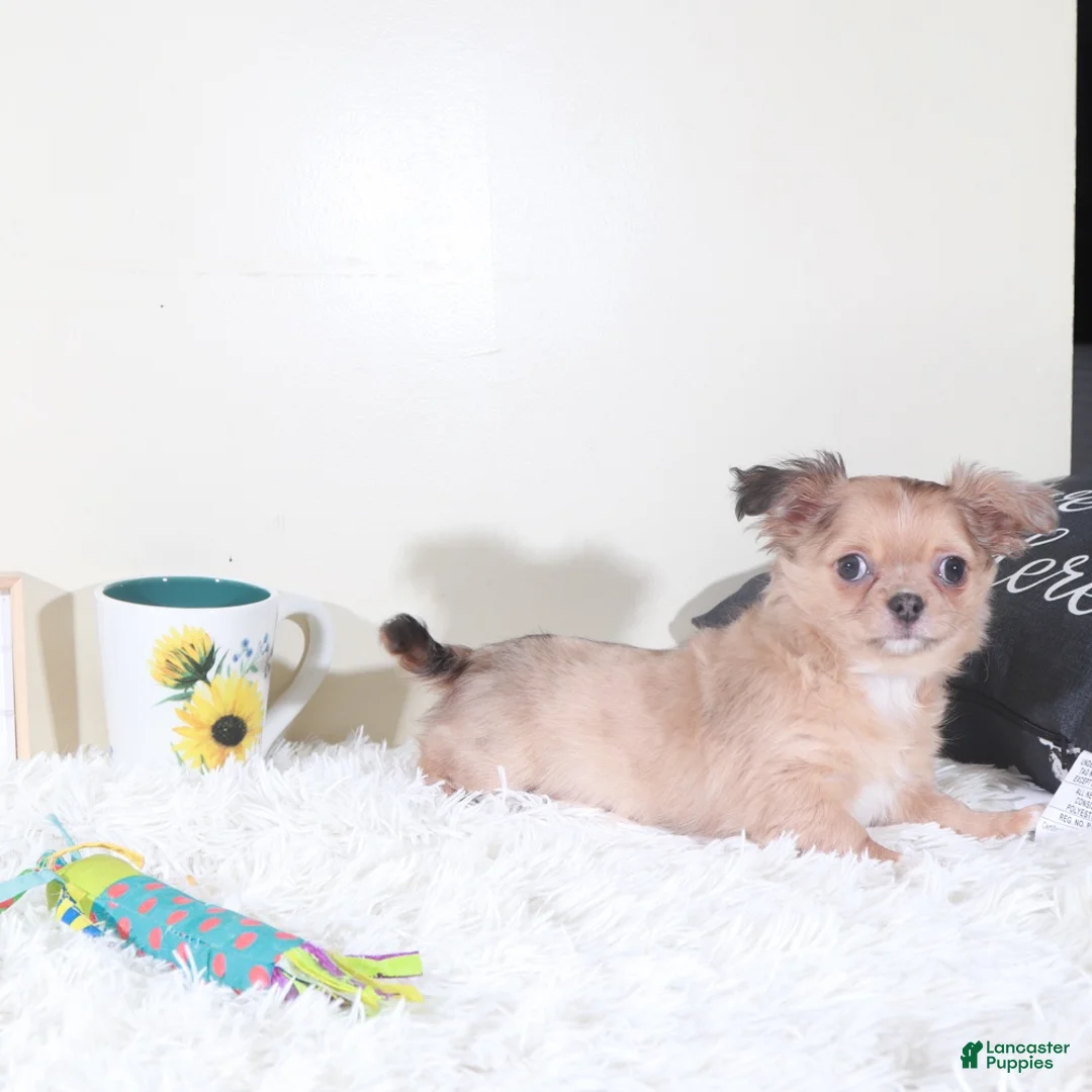 Chihuahua dogs for sale: Chihuahua Puppy Flicka - Ad 2
