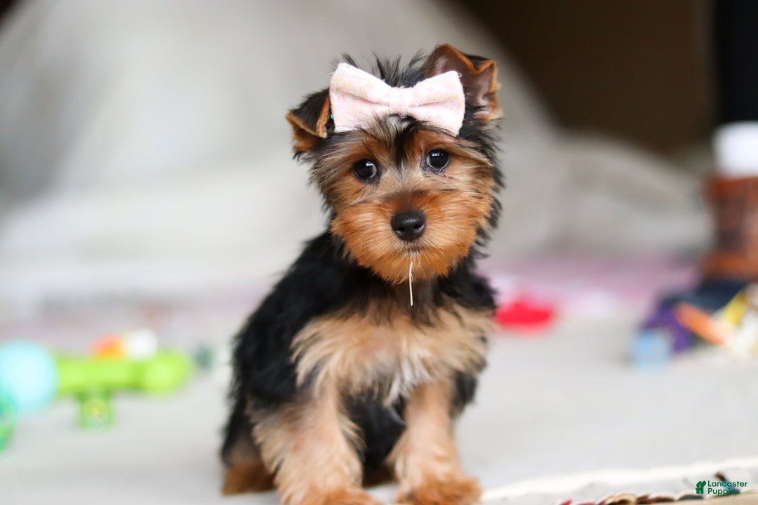 Yorkshire Terrier dogs for sale: Dolly - Ad 6