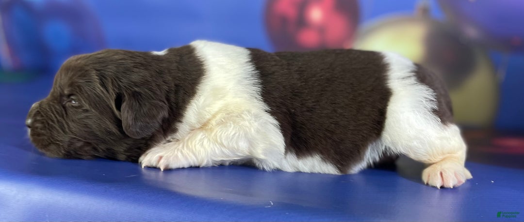 Mixed Breed dogs for sale: Stephanie OFA DNA - Ad 2