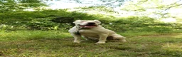 Dogo Argentino dogs for sale: Green male  - Ad 15