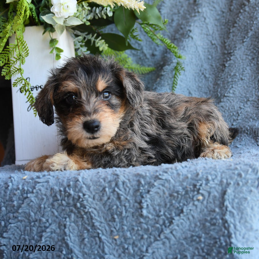 Schnoodle dogs Puddles - Ad 2