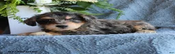 Schnoodle dogs for sale: Puddles - Ad 2