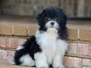 Teddy Bear dogs - Ad 11