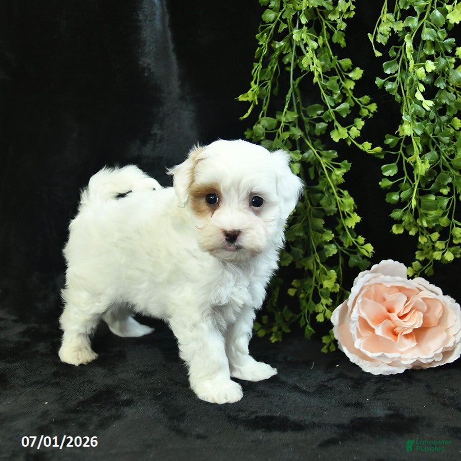 Maltipoo dogs for sale: Hadassah  - Ad 2