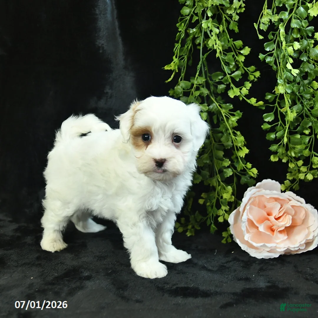 Maltipoo dogs for sale: Hadassah  - Ad 1