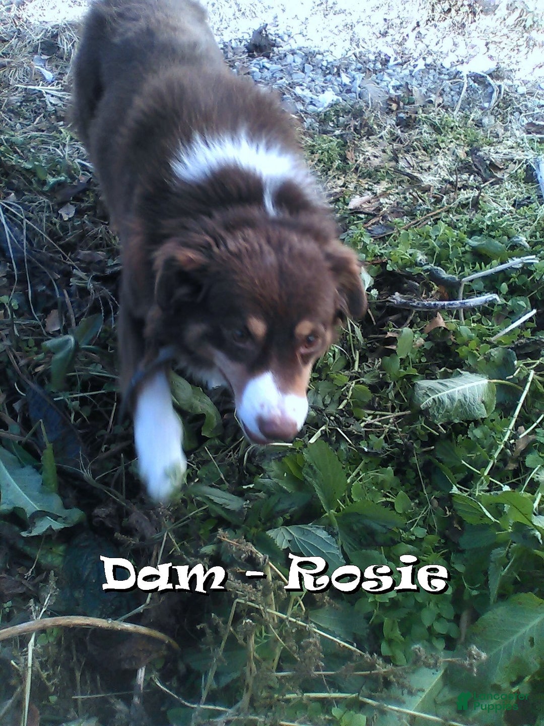 Australian Shepherd dogs for sale: Sandy - Ad 6