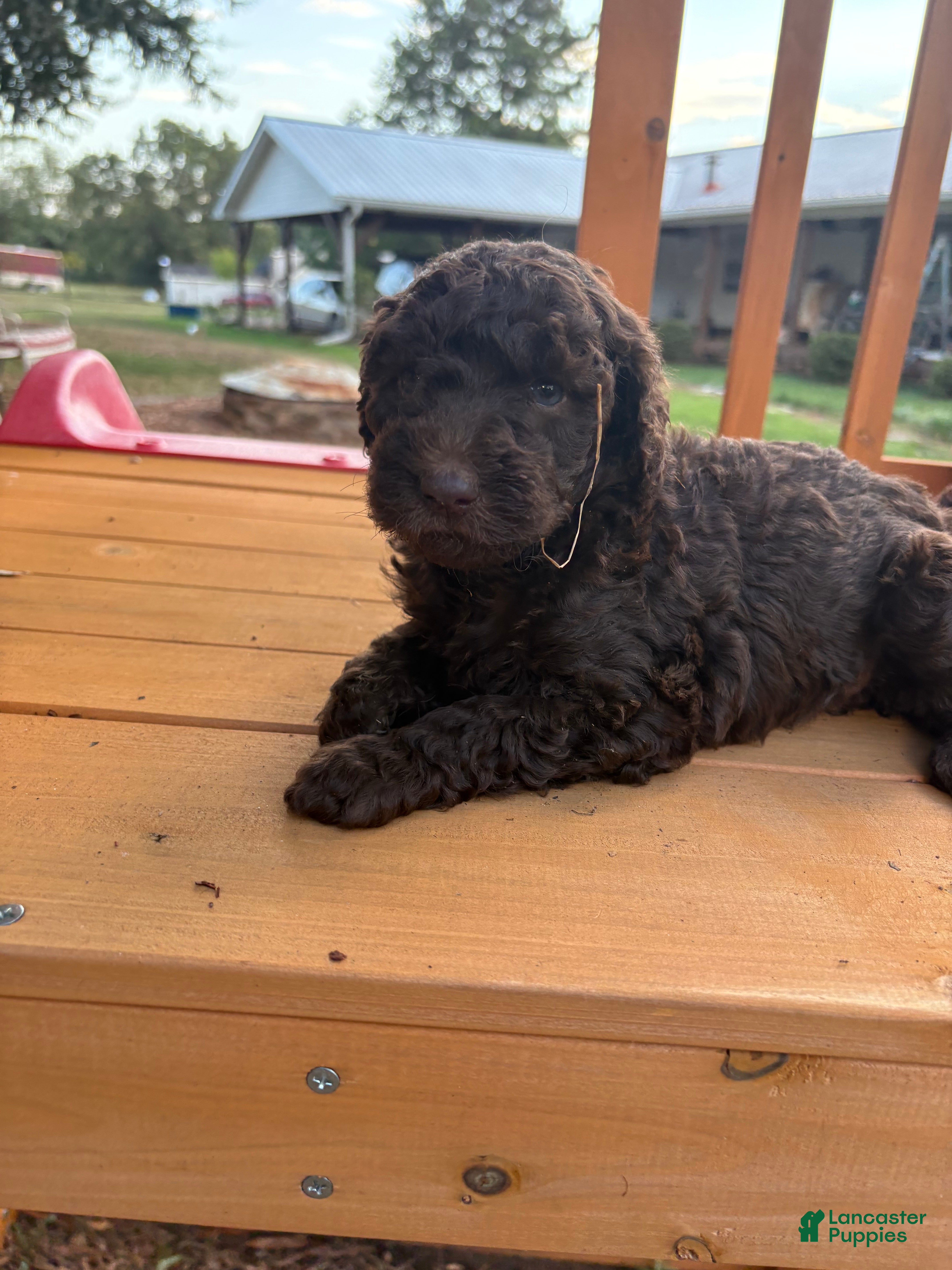 Standard Poodle dogs Standard Poodle (Daisy) - Ad 16