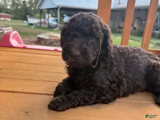 Standard Poodle dogs Standard Poodle (Daisy) - Ad 30