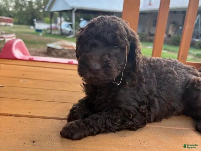 Standard Poodle dogs for sale: Standard Poodle (Daisy) - Ad 12