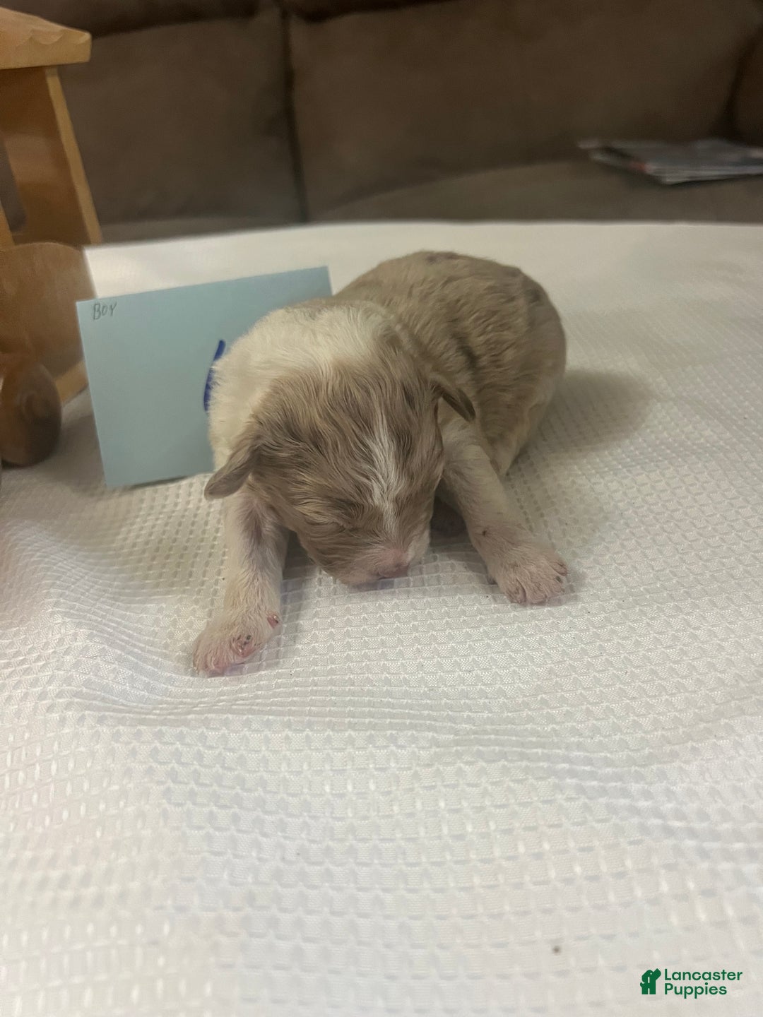 Aussiedoodle dogs for sale: JAZZ 5 - Ad 6